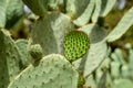 Green Cactus Fields Royalty Free Stock Photo