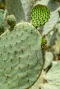 Green Cactus Fields Royalty Free Stock Photo