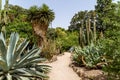 Green Cactus Fields Royalty Free Stock Photo