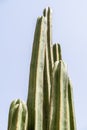 Green Cactus Fields Royalty Free Stock Photo