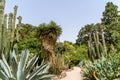 Green Cactus Fields Royalty Free Stock Photo