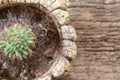 Green Cactus in a flower pot.