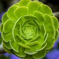 Green cactus flower-Succulent Echeveria-in a circle shape