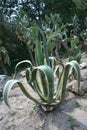 Green cactus flowers in the sand Royalty Free Stock Photo