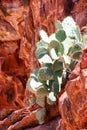 Green cactus in front of red rock Royalty Free Stock Photo