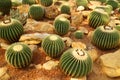 Green Cactus Garden or Call Echinocactus grusonii is The genus Mammillaria largest in the cactus family