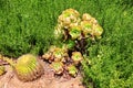 Green cactus with globe-shaped stem and long spines. Succulents Portulacaria afra, Graptopetalum paraguayense Ghost Plant