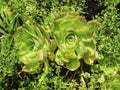 Green cactus with globe-shaped stem and long spines. Succulents Portulacaria afra, Graptopetalum paraguayense Ghost Plant