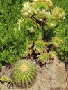 Green cactus with globe-shaped stem and long spines. Succulents Portulacaria afra, Graptopetalum paraguayense Ghost Plant