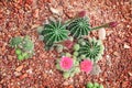 Green cactus group with colorful sweet pink flower blooming in garden background  or bolivia natural ornamental top view Royalty Free Stock Photo