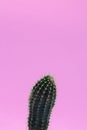 The green cactus has thick spines. The spines are everywhere. The cactus is on a pink plain background. Royalty Free Stock Photo