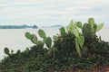 Green Cactus hill on the sea