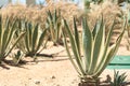 Green cactus landscape in Egypt at a summer day