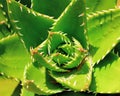 Green cactus leaf Royalty Free Stock Photo