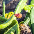 Green cactus leave