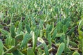 Green cactus leave in detail