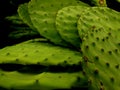 Green Cactus Leaves Royalty Free Stock Photo