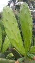 Green cactus leaves Royalty Free Stock Photo