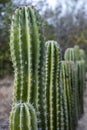 Green cactus line