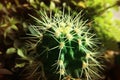 Green cactus with long thorns outdoors in the forest as background Royalty Free Stock Photo