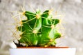 Green cactus. Minimal still life.