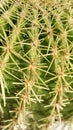 Green cactus nature flowers wildplants Royalty Free Stock Photo