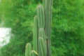 Green cactus nature stock image