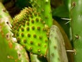 Green cactus, nopal, from Mexico