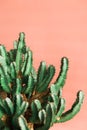 Green Cactus on the orange background natural light Royalty Free Stock Photo