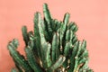 Green Cactus on the orange background natural light Royalty Free Stock Photo