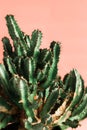 Green Cactus on the orange background natural light Royalty Free Stock Photo