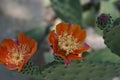 Green cactus with orange flowers in the sand