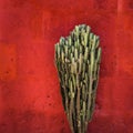 Green cactus over red textured wall