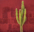 Green Cactus over red wall, Santa Catalina Monastery, Arequipa Royalty Free Stock Photo