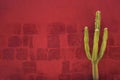 Green Cactus over red wall, Santa Catalina Monastery, Arequipa Royalty Free Stock Photo