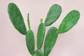 Green cactus on pastel pink paper background