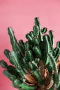 Green Cactus on the pink background natural light Royalty Free Stock Photo