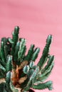 Green Cactus on the pink background natural light Royalty Free Stock Photo