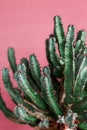 Green Cactus on the pink background natural light Royalty Free Stock Photo