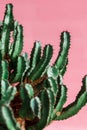 Green Cactus on the pink background natural light Royalty Free Stock Photo