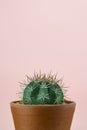 Green cactus on pink background