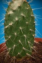 Green cactus.Cactus plant close up Royalty Free Stock Photo