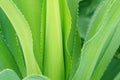 Green cactus plant leaves macro background in a in a garden with flower Royalty Free Stock Photo