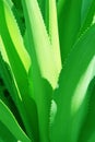 Green cactus plant leaves macro background in a in a garden with flower Royalty Free Stock Photo