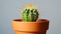 Green cactus plant with long spines in terracotta pot against plain background Royalty Free Stock Photo