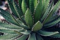 Green cactus plant, natural texture background concept Royalty Free Stock Photo