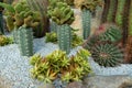 Green cactus plant, natural texture background concept Royalty Free Stock Photo