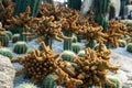 Green cactus plant, natural texture background concept Royalty Free Stock Photo