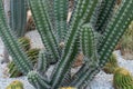 Green cactus plant, natural texture background concept Royalty Free Stock Photo