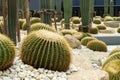 Green cactus plant, natural texture background concept Royalty Free Stock Photo